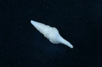 藏品(低斜捲管螺)的圖片